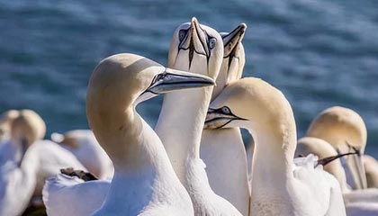 九游下载官网-那不勒斯主场翻船，不敌萨索洛跌出前四，那不勒斯新球场