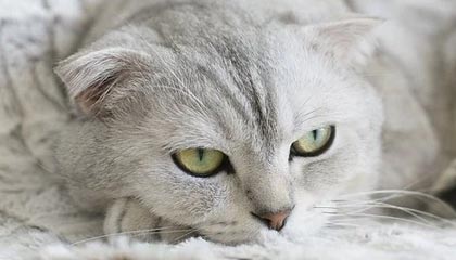 九游（jiuyou.com）游戏-欧洲杯资格赛阵容确定，各国队员状态有口皆碑，欧洲杯参赛资格2020