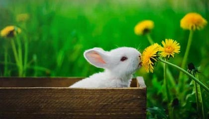 九游下载官网-那不勒斯主场翻船，不敌萨索洛跌出前四，那不勒斯新球场