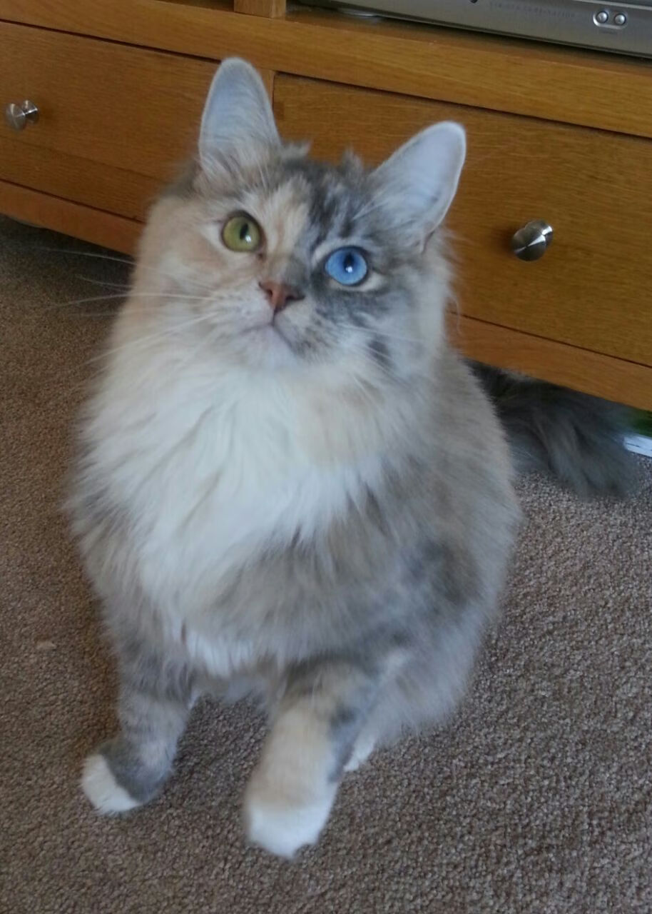 中美蝶泳转身前滑行长度对比图出炉，蝶泳划臂路线