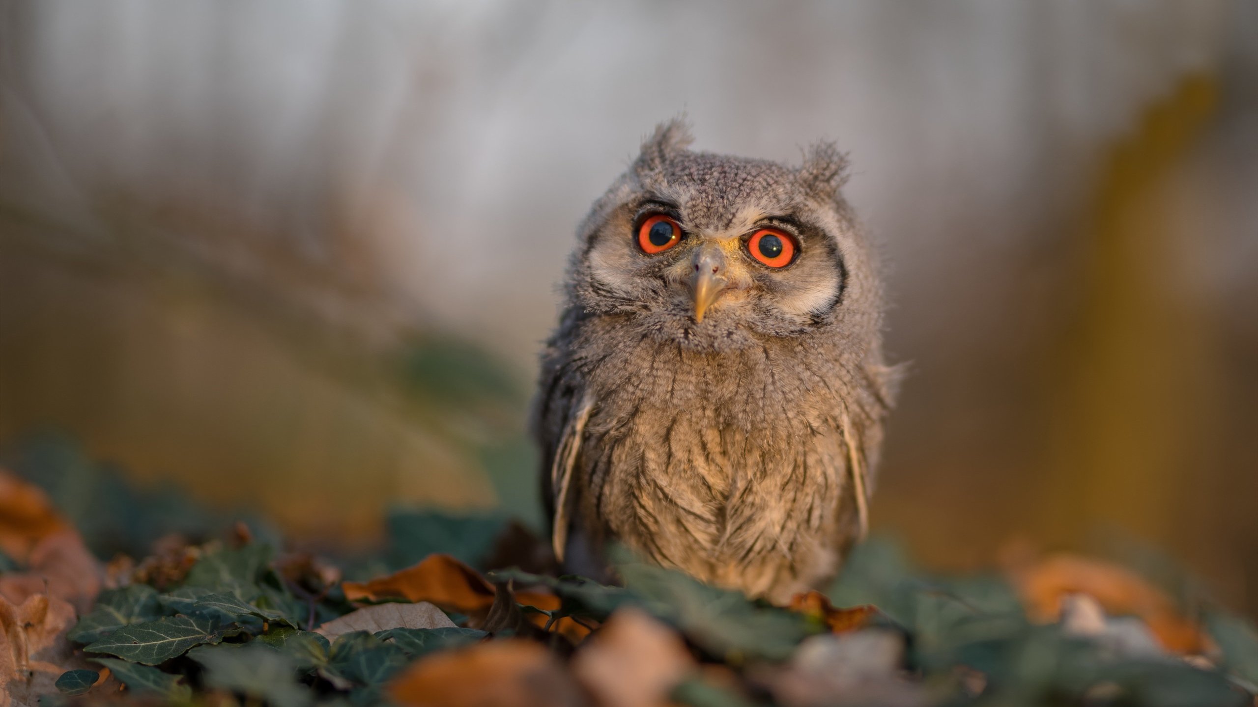 加拿大队未来潜力:如何通过精准的数据分析提升整体作战力,加拿大 部队