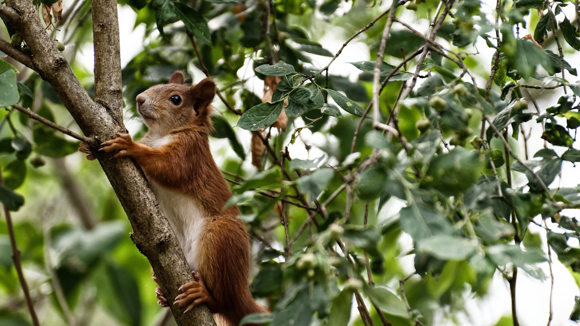 联盟中哪支球队最擅长应对快攻,联盟进攻效率排名