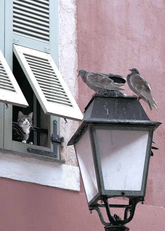 “彼得森的战术智慧,成就南非羚羊队攻守平衡”