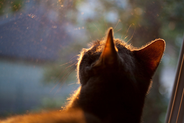 中国足球职业俱乐部推动球员科学饮食管理,足球运动员饮食自律