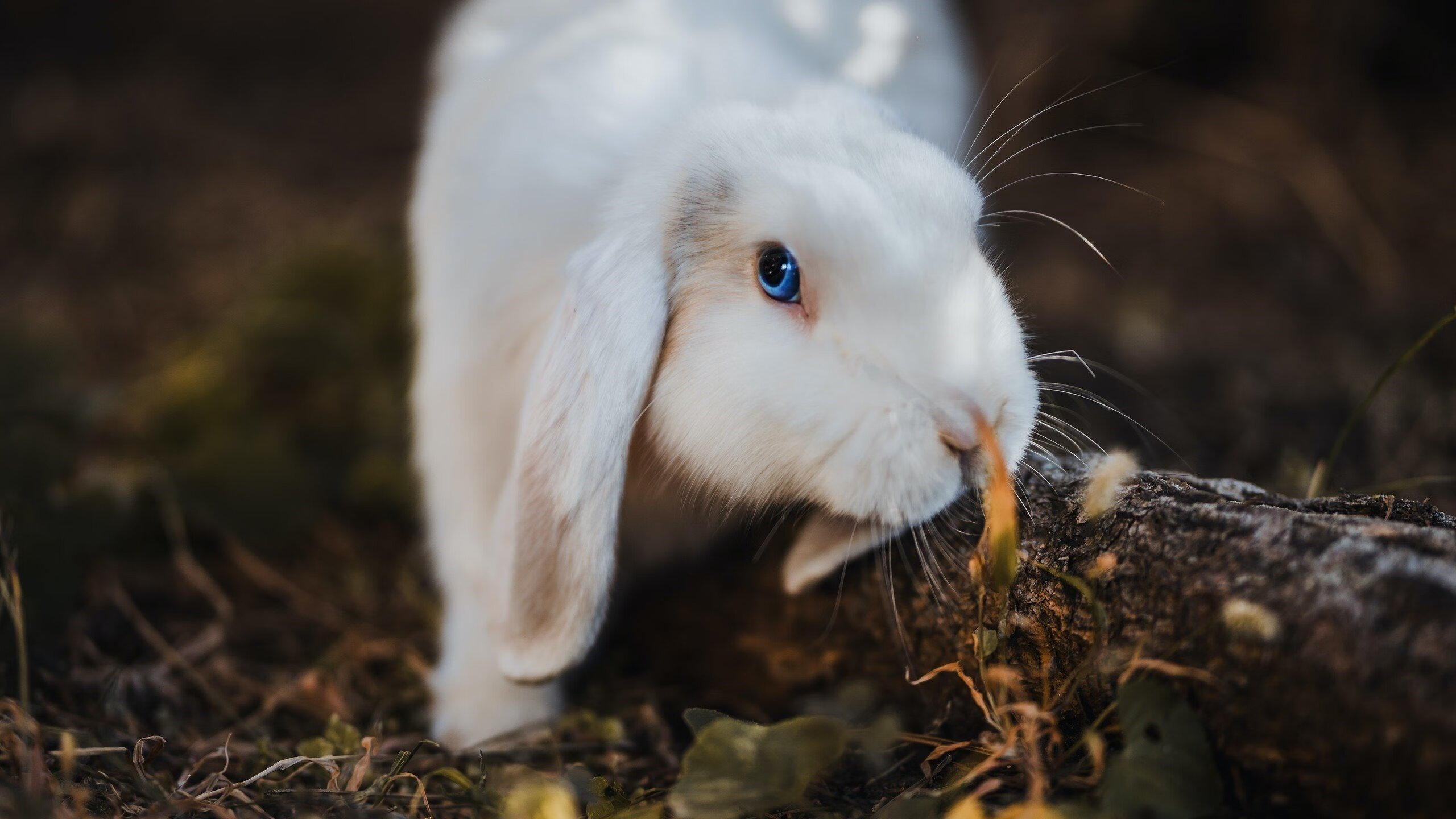 使用虚拟现实进行战术训练逐渐普及,虚拟现实战是利用虚拟现实技术创造的