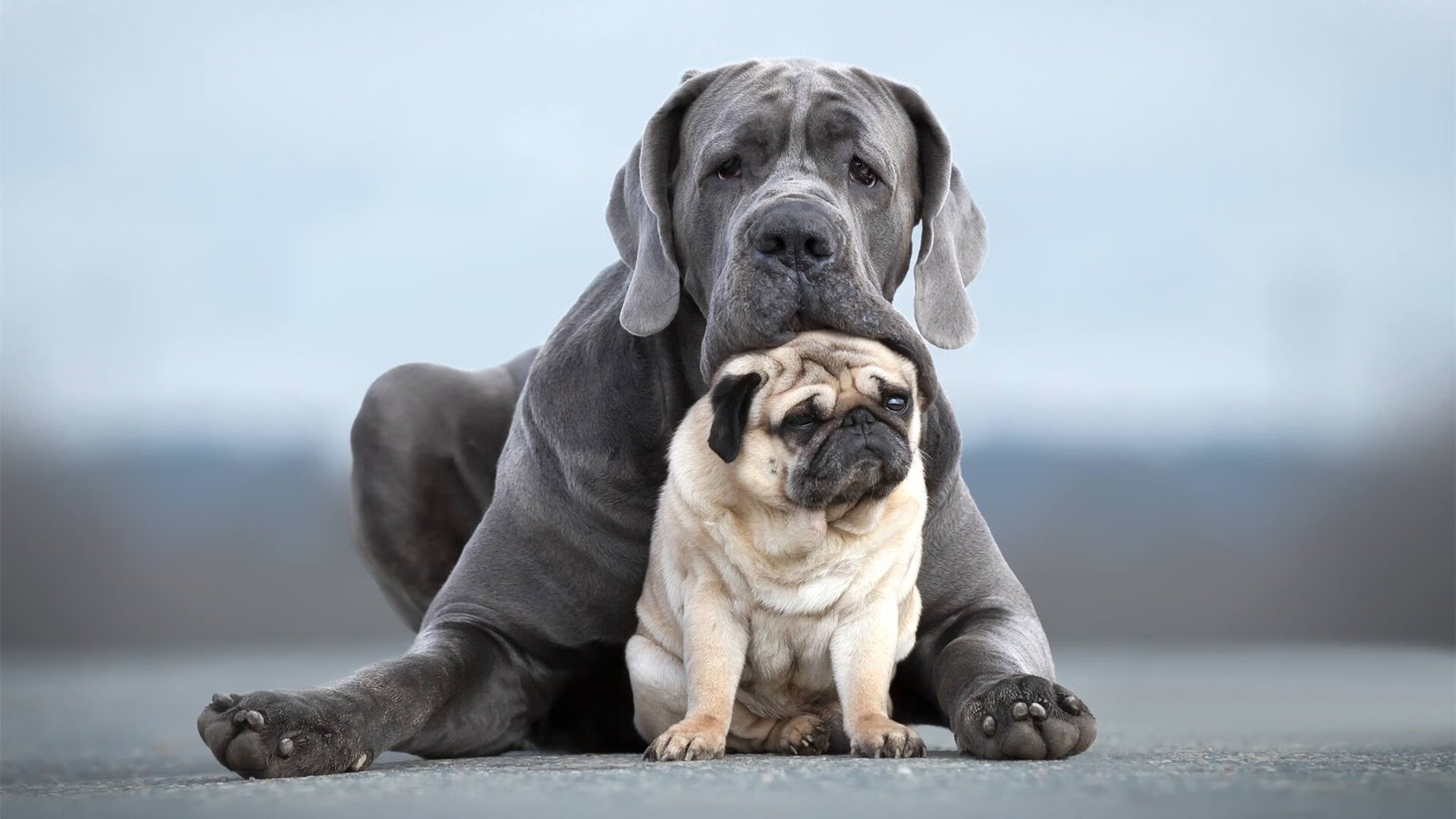 JiuyouAPP下载-勇士主场热身环节设计更具观赏性吸引观众，nba勇士热身赛