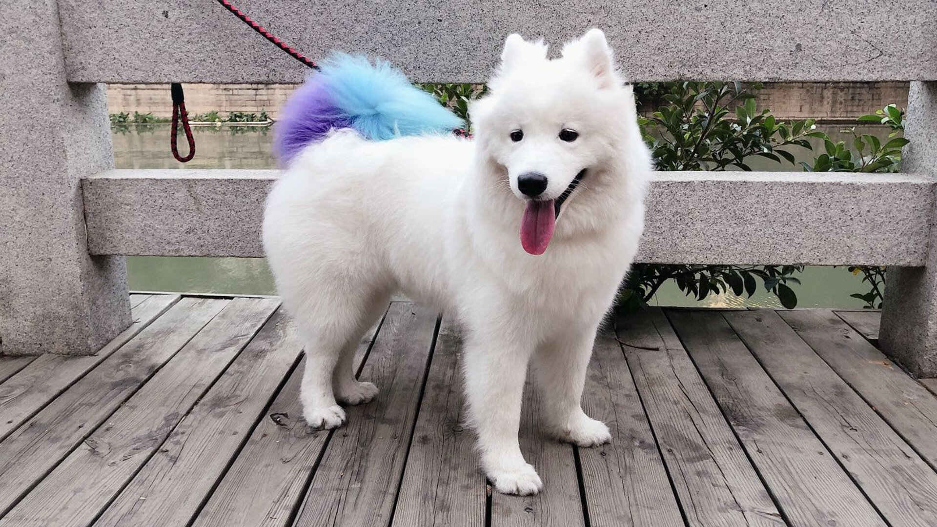 JiuyouAPP下载-南非橄榄球赛事和品牌合作在国际市场上成绩斐然，南非橄榄球冠军