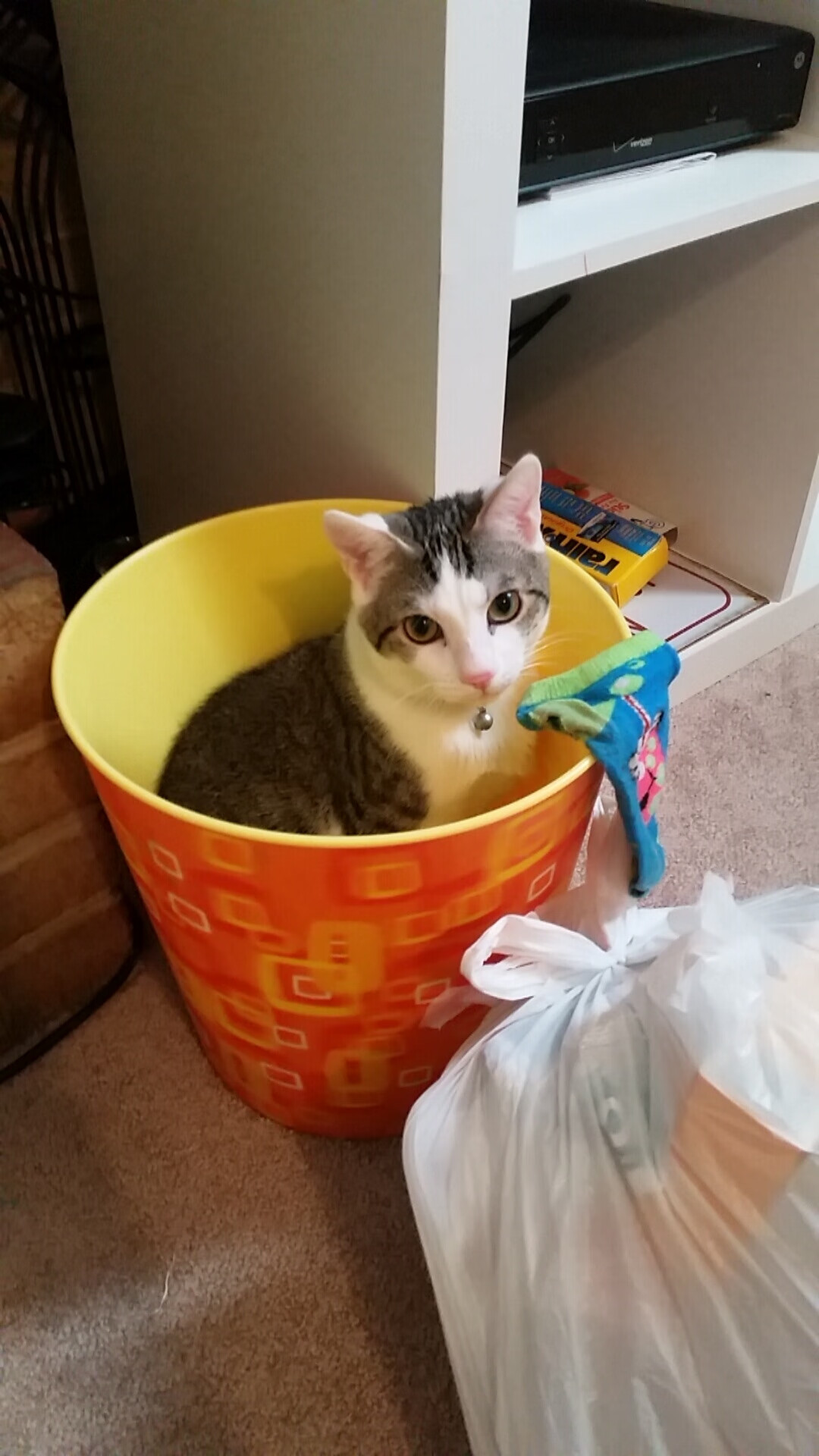 吉尔吉斯斯坦女将自由泳展现速度优势,吉尔吉斯斯坦游泳运动员