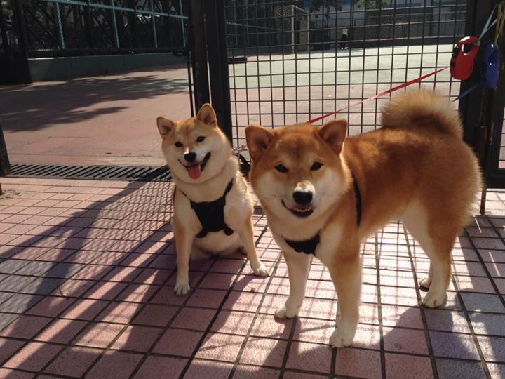 唐纳德·高尔的硬朗风格和突破精神,成为袋鼠队的力量源泉,唐纳德 纳尔逊