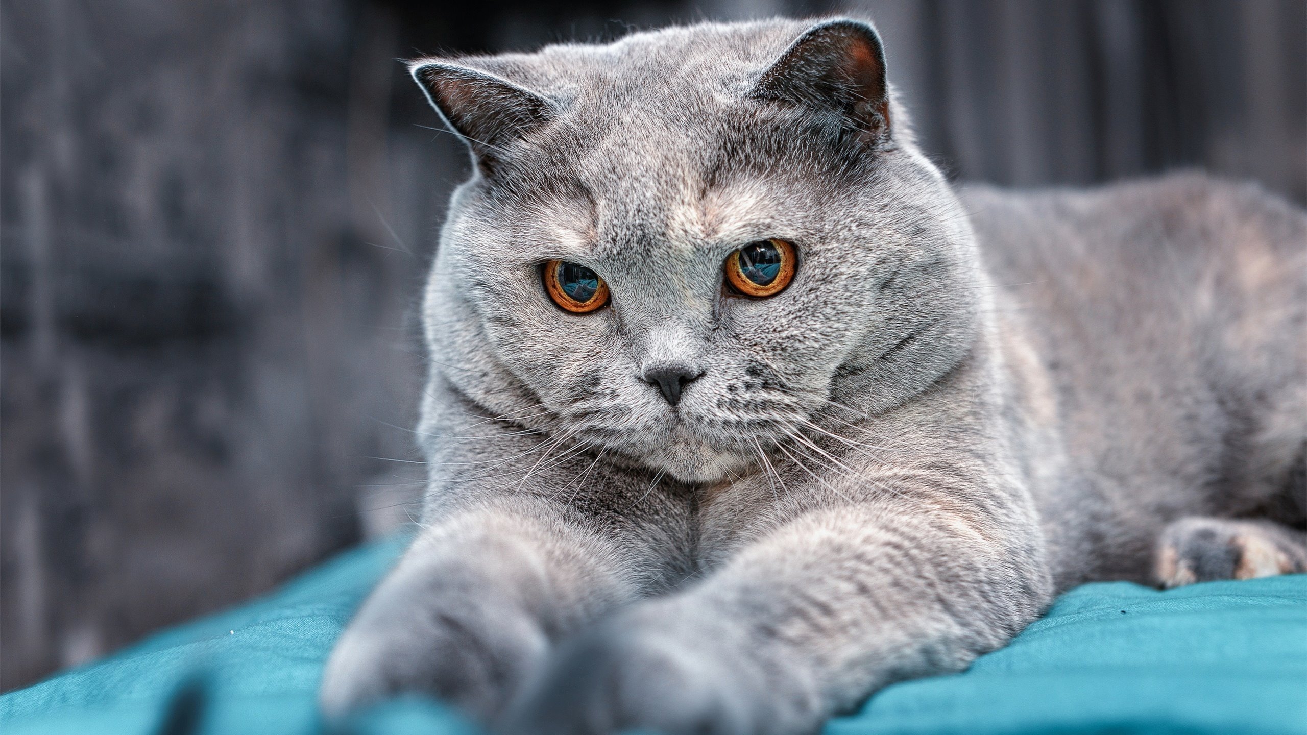 巴尔:全黑队的中场支柱,每次抢断和传球都为球队创造进攻机会