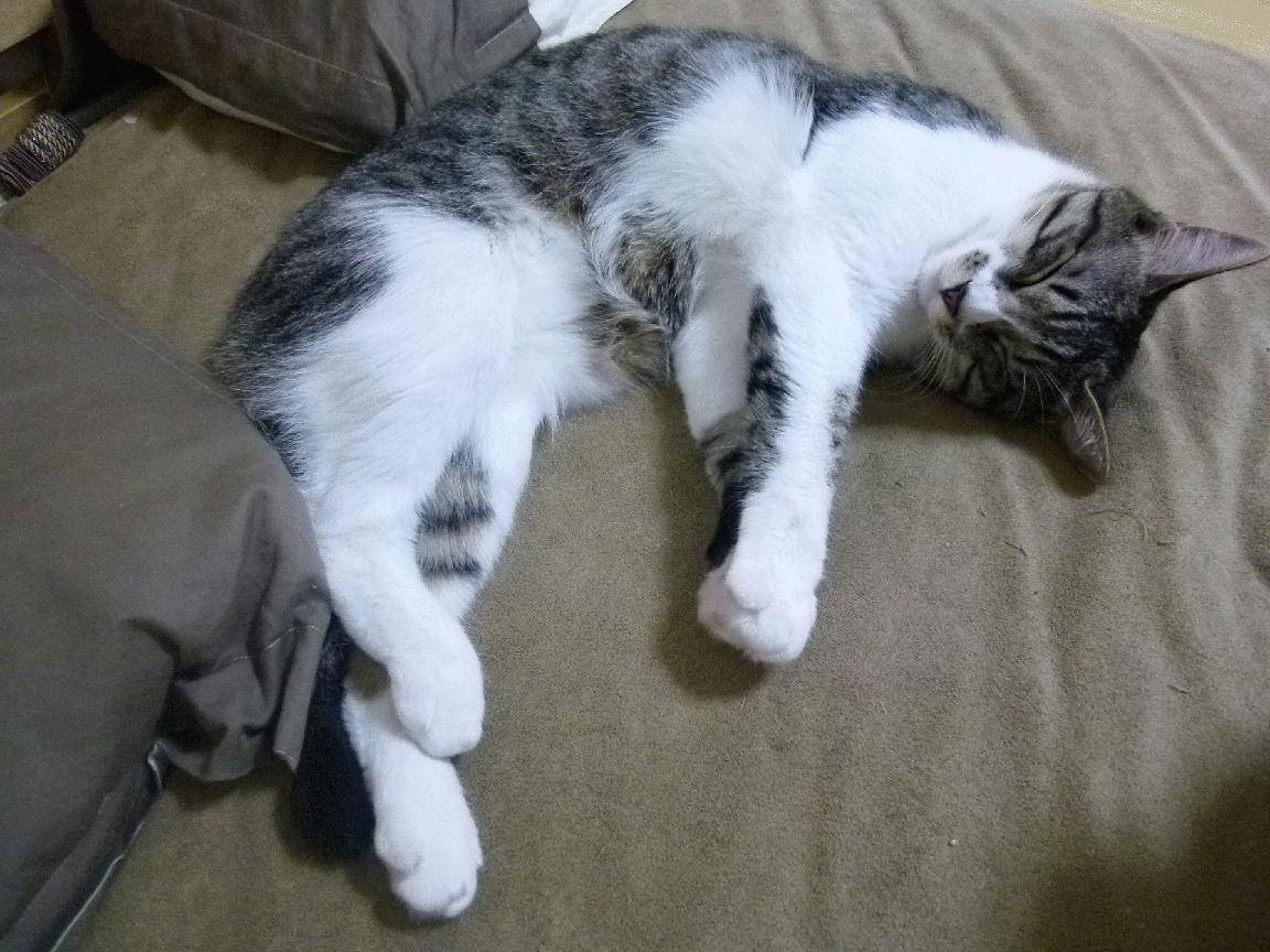 水球小组赛摩纳哥表现顽强