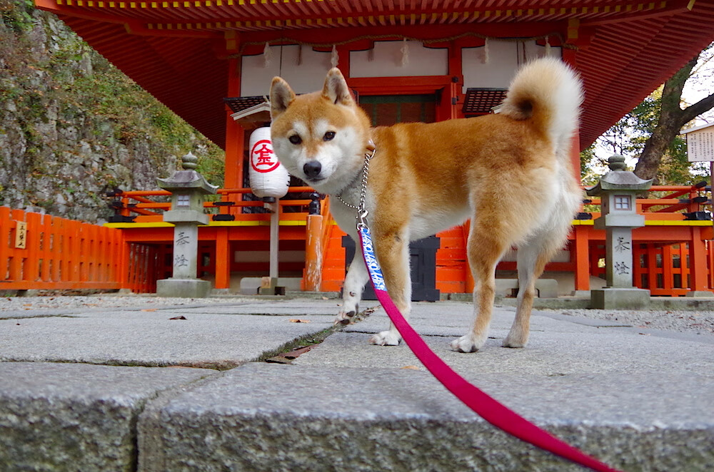 詹姆斯状态稳定连续三场砍下三十加，詹姆斯即将突破35000分
