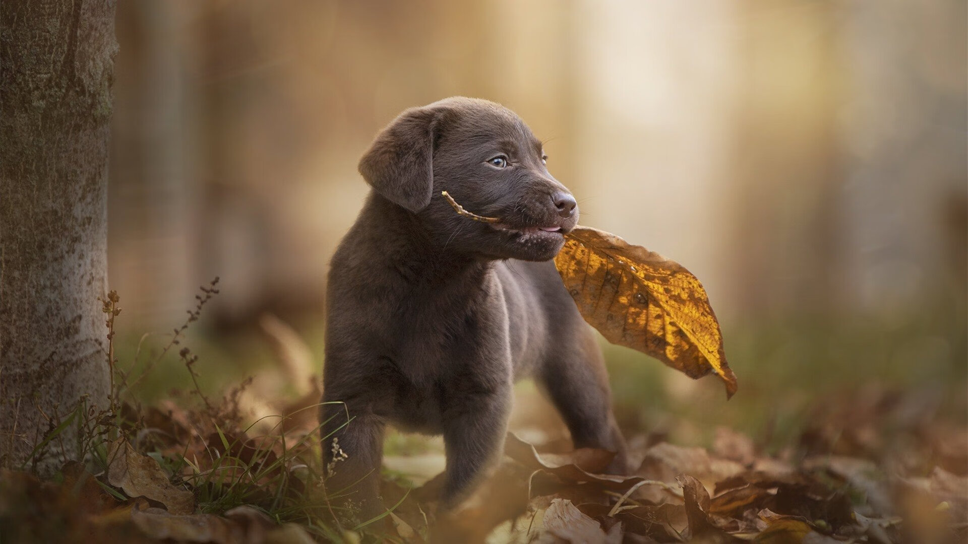 足球运动与气候变化议题结合,倡导绿色低碳生活方式,影响足球比赛的气象因素