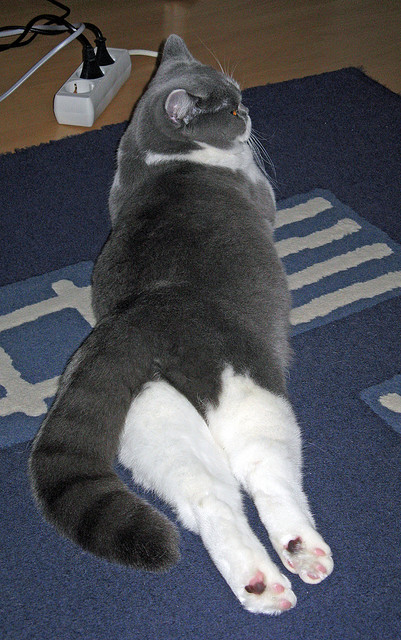 九游网页版官网-跳水姿态优雅摩纳哥获认可，摩洛哥跳水